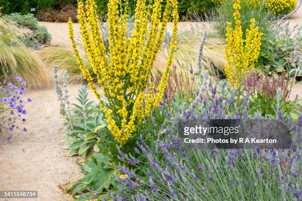 verbascum and lavender in a dry garden in summer - big ears stock pictures, royalty-free photos & images