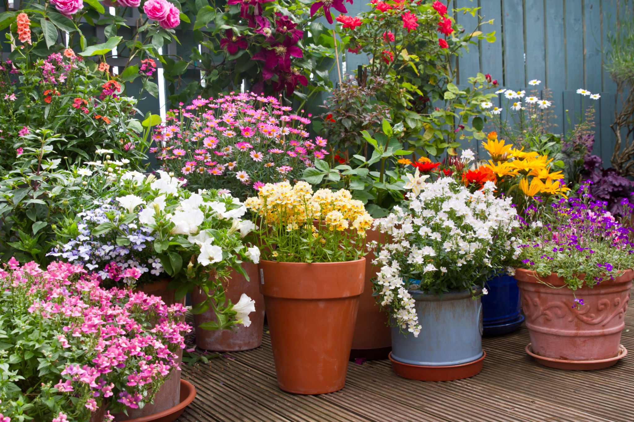 container plants