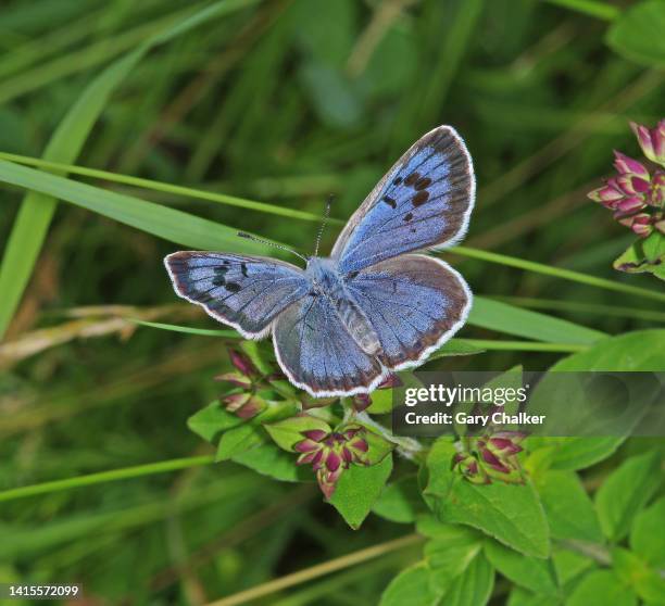 large blue [ phengaris arion] butterfly - wild flowers stockfoto's en -beelden