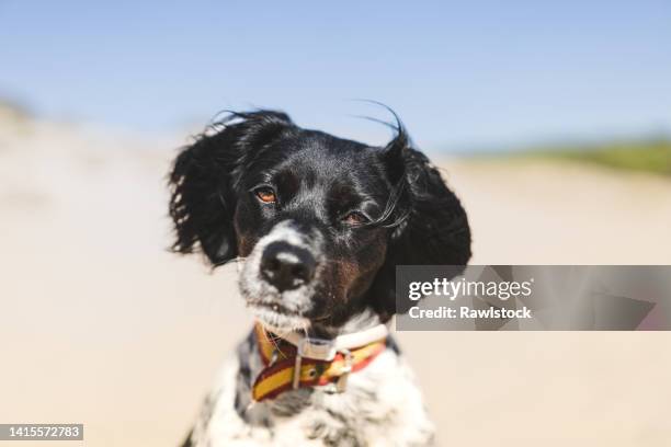 portrait of breton spaniel dog at the beach - brittany spaniel stock pictures, royalty-free photos & images