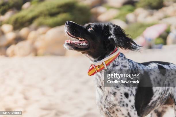 breton spaniel dog at the beach - ブリタニースパニエル ストックフォトと画像
