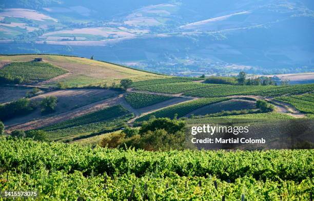 sunset in beaujolais vineyards - beaujolais nouveau stock pictures, royalty-free photos & images