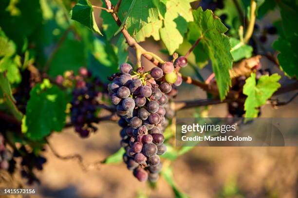 close-up of beaujolais grape - beaujolais nouveau stock pictures, royalty-free photos & images