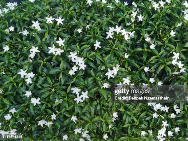 gardenia jasminoides, gerdenia crape jasmine rubiaceae - gardenia bildbanksfoton och bilder