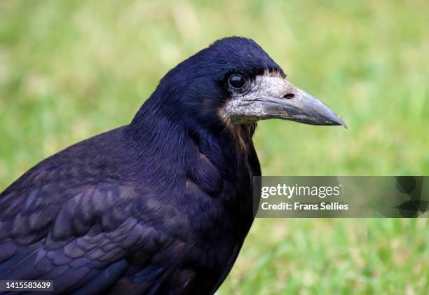 a head shot of a rook, corvus frugilegus - corvo pássaro imagens e fotografias de stock