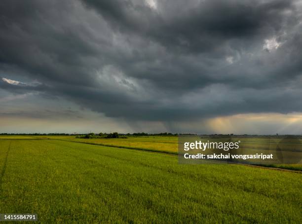 storm clouds above rice paddy during sunset - new zealand and farm or rural stock-fotos und bilder
