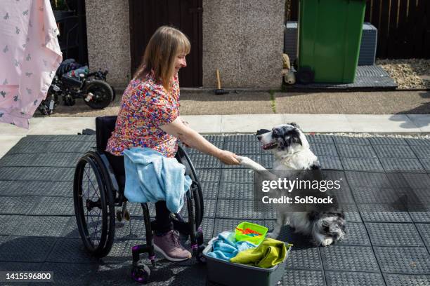 paw please! - mental toughness stock pictures, royalty-free photos & images