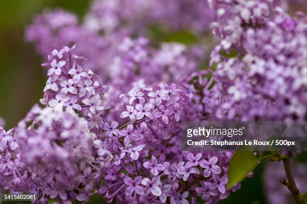 close-up of pink flowering plant - purple lilac stock pictures, royalty-free photos & images