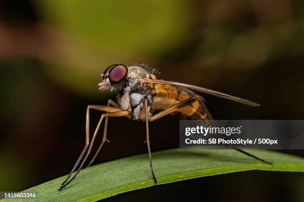 close-up of insect on leaf,shawinigan,canada - shawinigan stock pictures, royalty-free photos & images