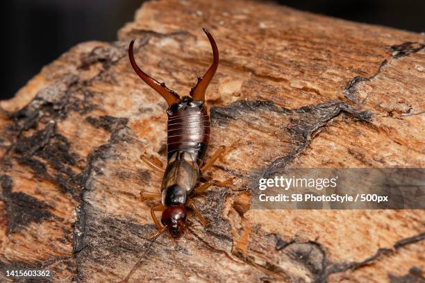 close-up of insect on wood,shawinigan,canada - earwig imagens e fotografias de stock