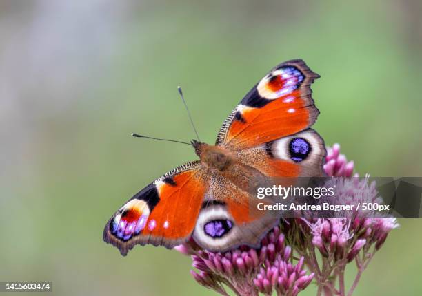 close-up of butterfly pollinating on purple flower,st johann im pongau,austria - peacock butterfly stock pictures, royalty-free photos & images