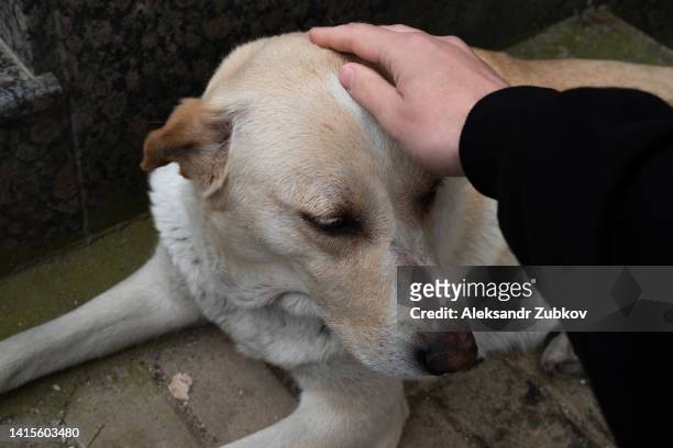 a man or teenager strokes and caresses a lonely dog lying on the asphalt, road or sidewalk. portrait of a sad abandoned dog looking away. a homeless, sterilized and vaccinated dog on the street, outdoors on a summer day. adoption of pets. - world kindness day stock pictures, royalty-free photos & images