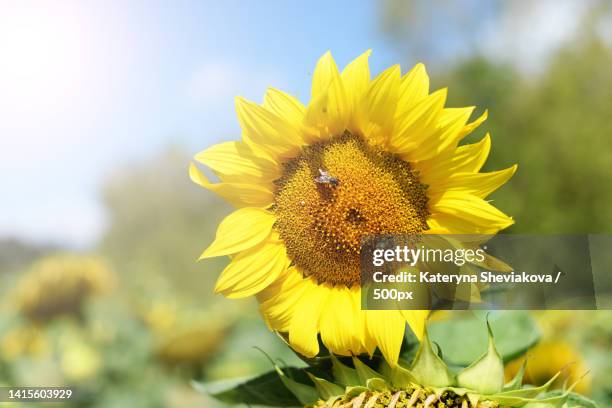 close-up of yellow sunflower - vitamin d stockfoto's en -beelden