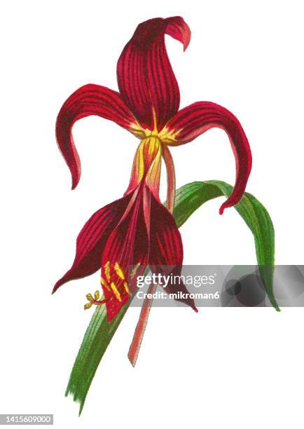 old chromolithograph illustration of botany, aztec lily or jacobean lily (sprekelia formosissima) - sprekelia formosissima stock pictures, royalty-free photos & images