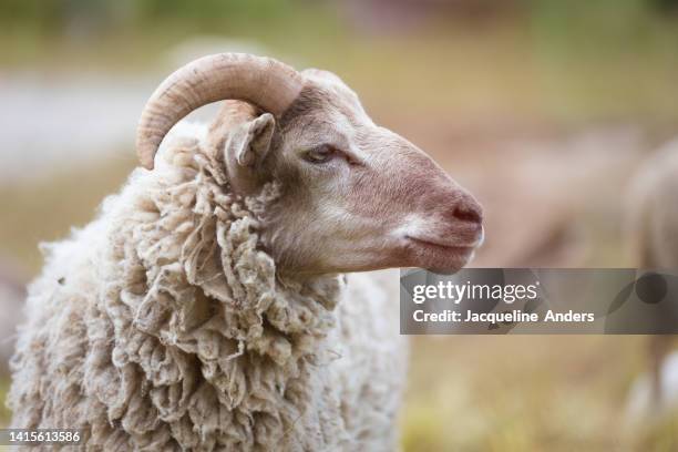 sheep and goats on a pasture - jungschaf fell stock-fotos und bilder