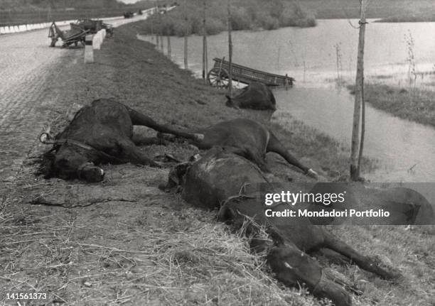 Bodies of dead horses and abandoned hand-carts after the machine-gun fire of the Luftwaffe, on the road connecting Pancevo to Belgrade. Yugoslavia,...