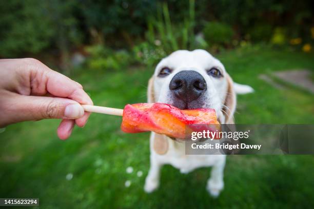 dog eating ice cream, ice lolly - dog heat ストックフォトと画像