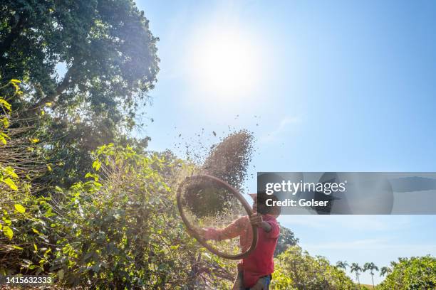 a senior man cleaning coffee berries in a coffee crop under the sun - sifting stock pictures, royalty-free photos & images