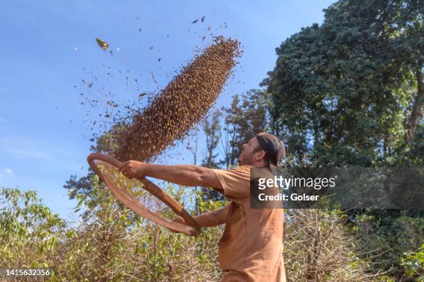un homme nettoyant des baies de café dans une récolte de café sous le soleil - sifting stock photos et images de collection