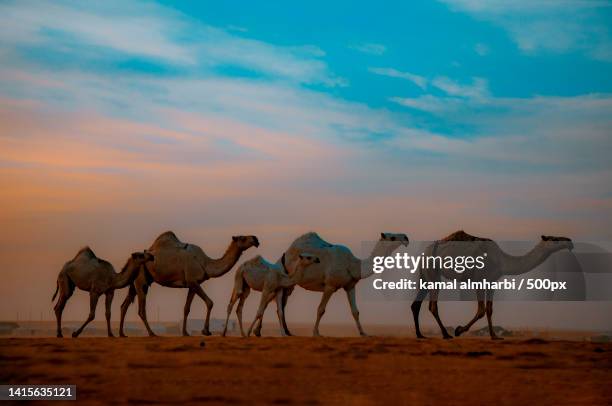 herd camels walking in the desert against sunset,saudi arabia - camel train stock pictures, royalty-free photos & images