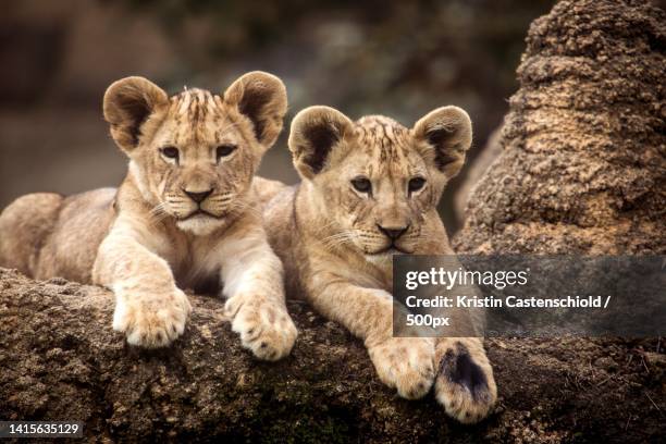 two lions - lion cub stockfoto's en -beelden