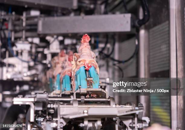 Animal Breeding Machine Breeding Machine Photos and Premium High Res Pictures - Getty Images