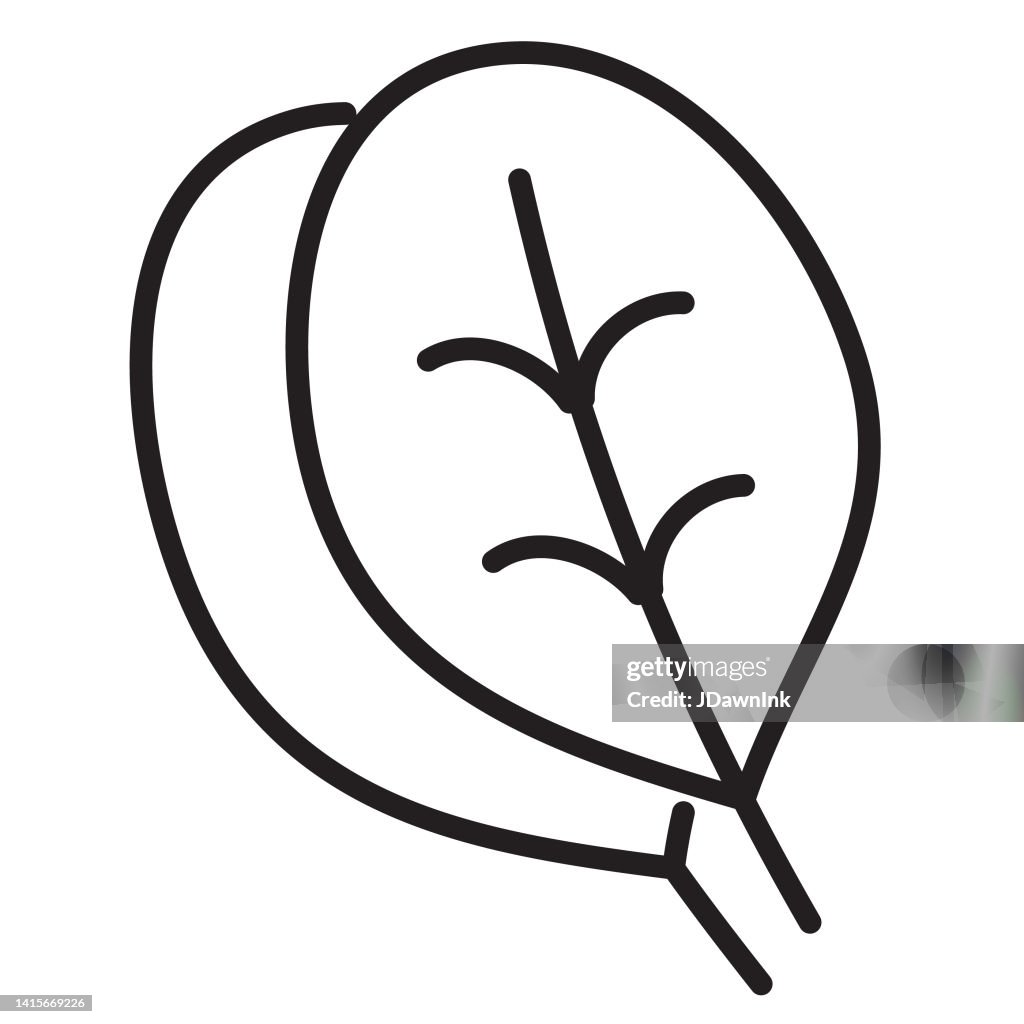 Whole and sliced fresh baby spinach vegetable thin line Icon - editable stroke