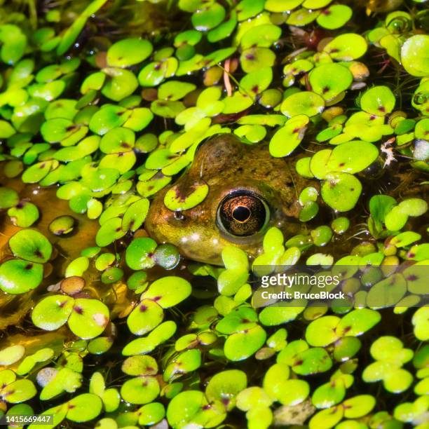 frosch in einem teich - wasserlinse stock-fotos und bilder