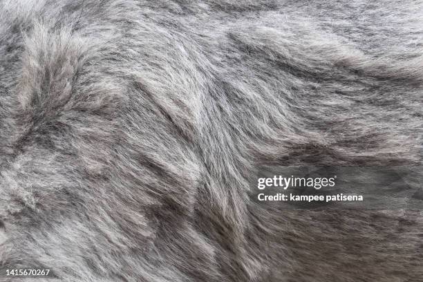 full frame dog hairy - full hair stock pictures, royalty-free photos & images