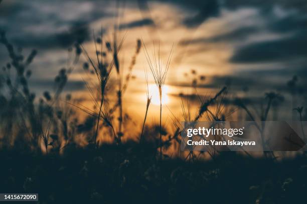 sunset grass wabi sabi background with rye - funeral stock-fotos und bilder