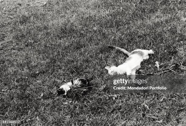 Two dead farmyard animals. Seveso , 1976.