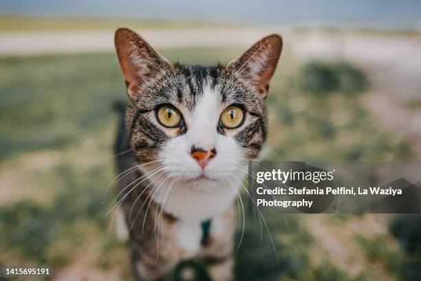 tabby cat looking at the camera - korthaarkat stockfoto's en -beelden