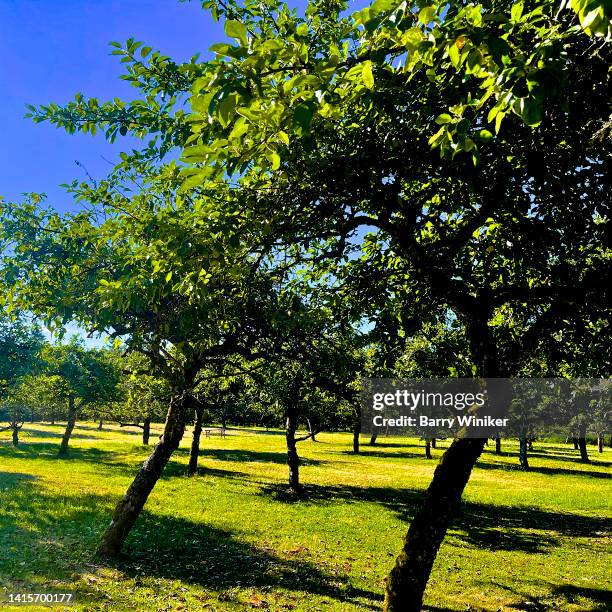 Api Palervalli Apple Valley Farm Photos and Premium High Res Pictures - Getty Images