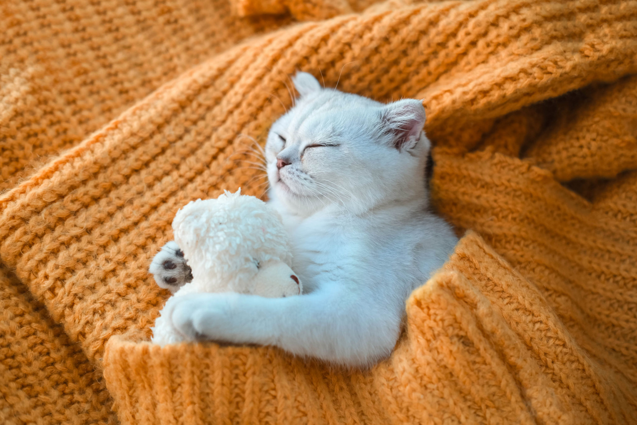 pet blanket toy