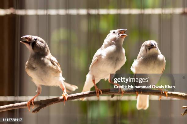 zebra finch chicks - finch 個照片及圖片檔