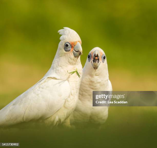 little corellas - funny parrot stock pictures, royalty-free photos & images