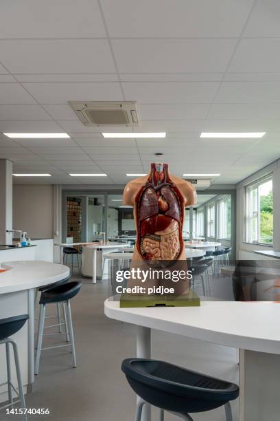 empty science classroom. - anatomical model stock pictures, royalty-free photos & images