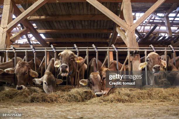 livestock in a barn - cows eating stock pictures, royalty-free photos & images