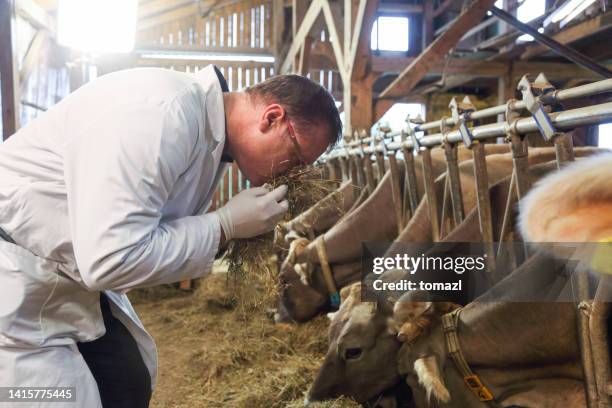 veterinario inspeccionando la calidad de los alimentos - animal testing fotografías e imágenes de stock