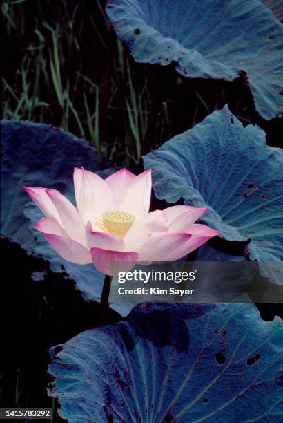 lotus flower, thailand, 1996 - 1996 stock pictures, royalty-free photos & images