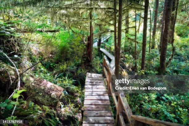 a wooden boardwalk leading through a temperate rainforest in pacific rim national park - pacific rim national park reserve photos et images de collection