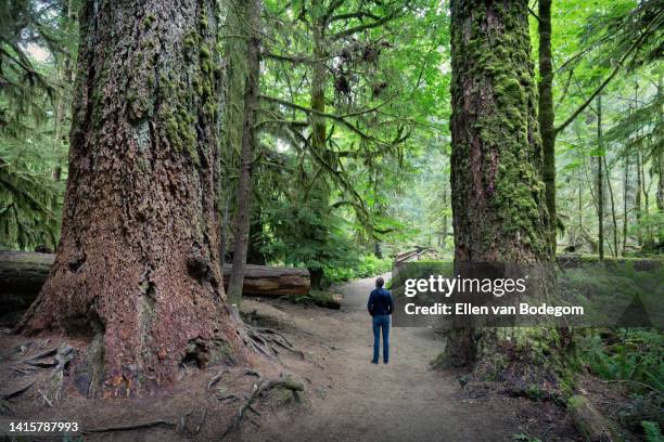 man on walking path admiring giant douglas firs at cathedral grove - douglas fir stock pictures, royalty-free photos & images