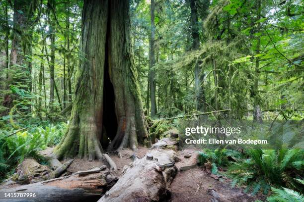 landscape of hollow giant tree and green ferns at cathedral grove - douglas fir stock pictures, royalty-free photos & images