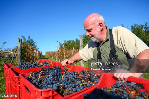 agricultor con su cultivo de uva - vendimia fotografías e imágenes de stock