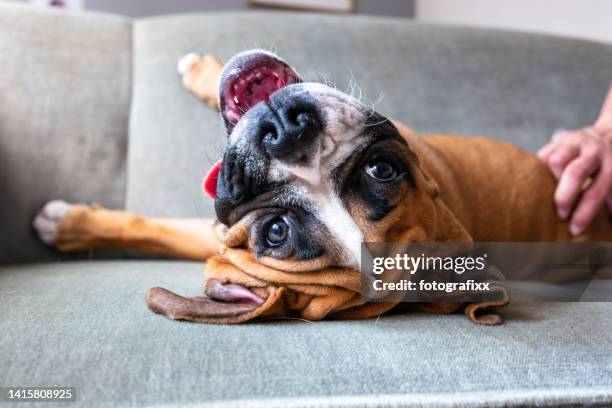 boxerwelpe, der sich auf dem sofa entspannt, während er gekitzelt wird - hand streichelt stock-fotos und bilder