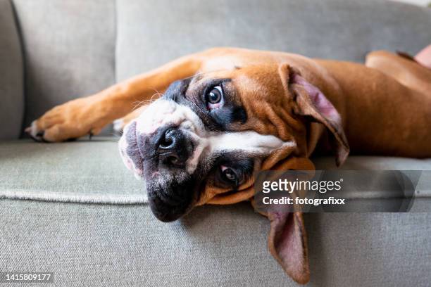 boxerwelpe entspannt sich auf dem sofa - dog face stock-fotos und bilder