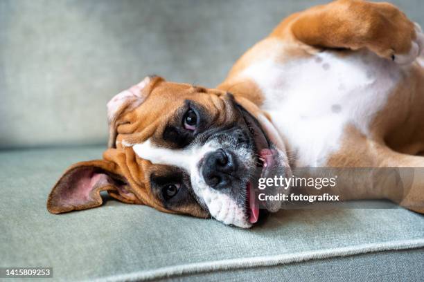 boxer puppy relaxing on the sofa - boxer hund bildbanksfoton och bilder