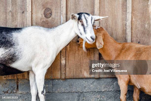 an affectious nanny goat caresses her young goat kid. - ziegenmilch stock-fotos und bilder