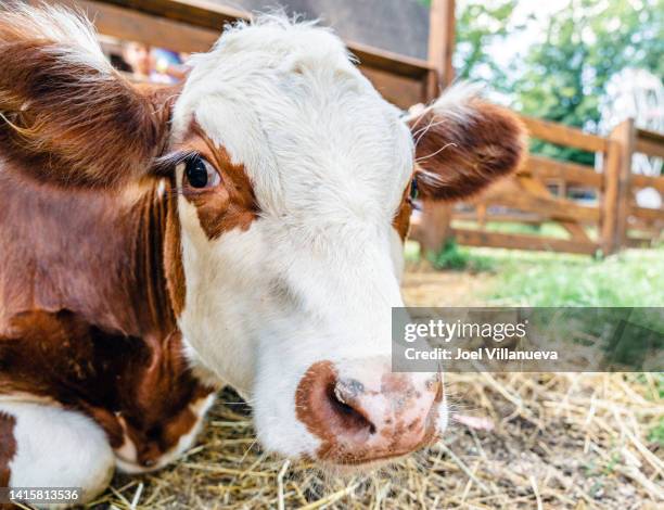 an adorable domestic cow stares at the camera. - cercamiento fotografías e imágenes de stock