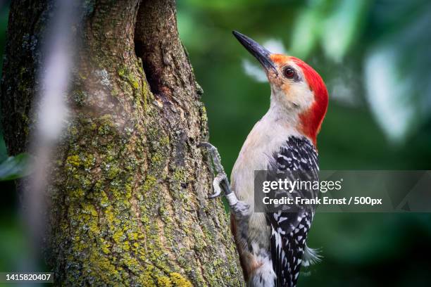 close-up of red bellied woodpecker perching on tree trunk,cleveland,ohio,united states,usa - woodpecker stock pictures, royalty-free photos & images